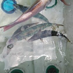 串間市（荒崎沖）サバ五目